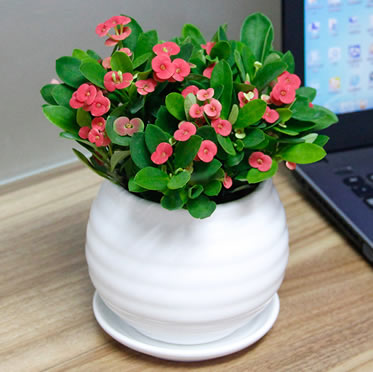 時令花卉虎刺梅 開花植物 室內花卉 辦公桌小型防輻射盆栽